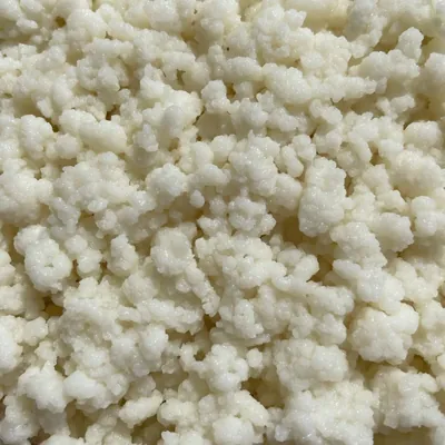 Nódulos de kéfir de leche blancos vistos de cerca